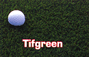 Tifgreen